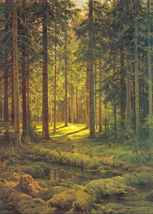  Coniferous Forest, Sunny Day